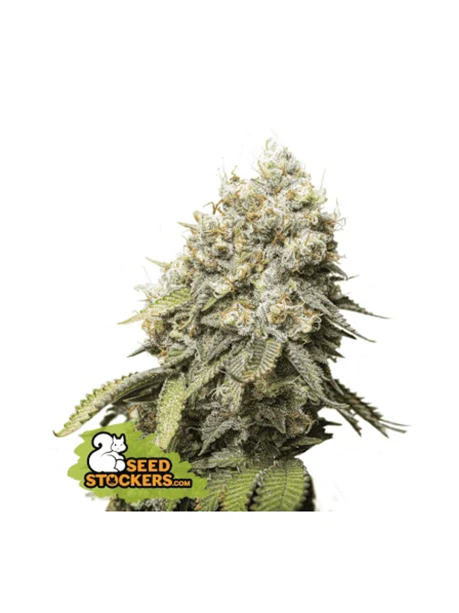 Bruce Banner Fem X3-Seedstockers 1