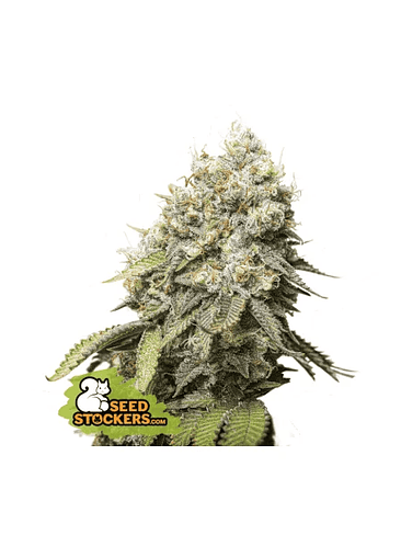 BRUCE BANNER FEM X3-SEEDSTOCKERS 1