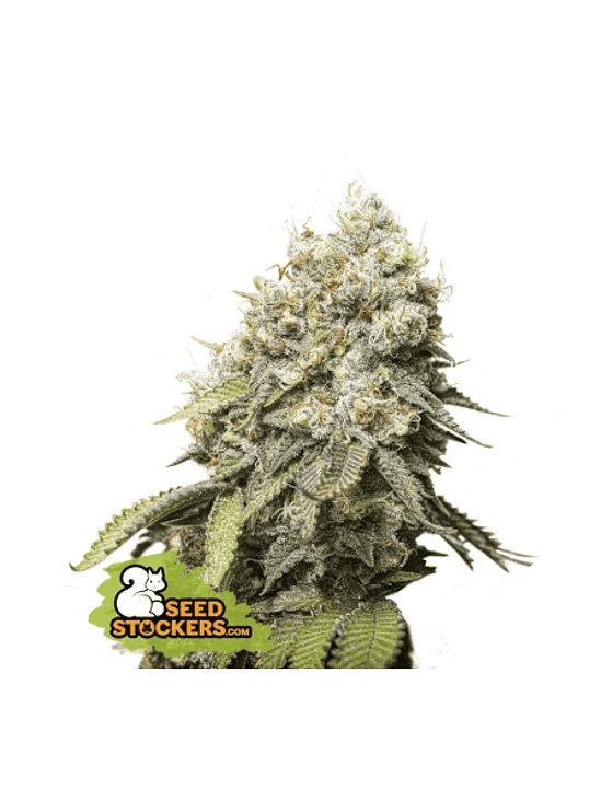 BRUCE BANNER FEM X3-SEEDSTOCKERS 1