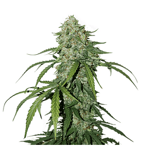 Cbd 1:1 Silver Lime Haze  Auto X3-Seedstockers