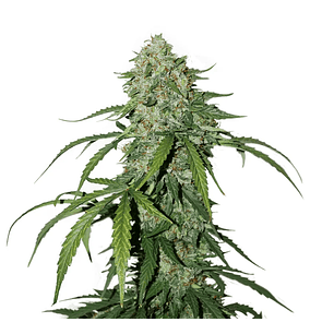 CBD 1:1 SILVER LIME HAZE  AUTO X3-SEEDSTOCKERS