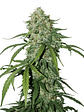 Cbd 1:1 Silver Lime Haze  Auto X3-Seedstockers - Miniatura 1