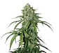 Cbd 1:1 Silver Lime Haze Auto -Seedstockers (X3) - Miniatura 1
