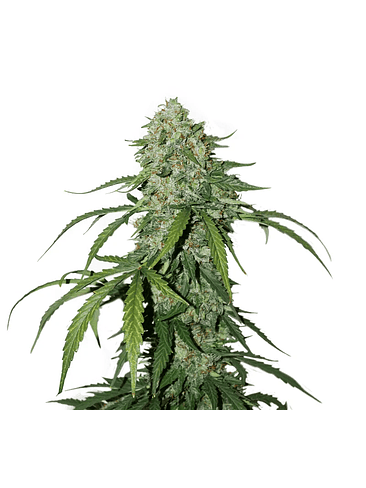 CBD 1:1 SILVER LIME HAZE AUTO X3-SEEDSTOCKERS 1