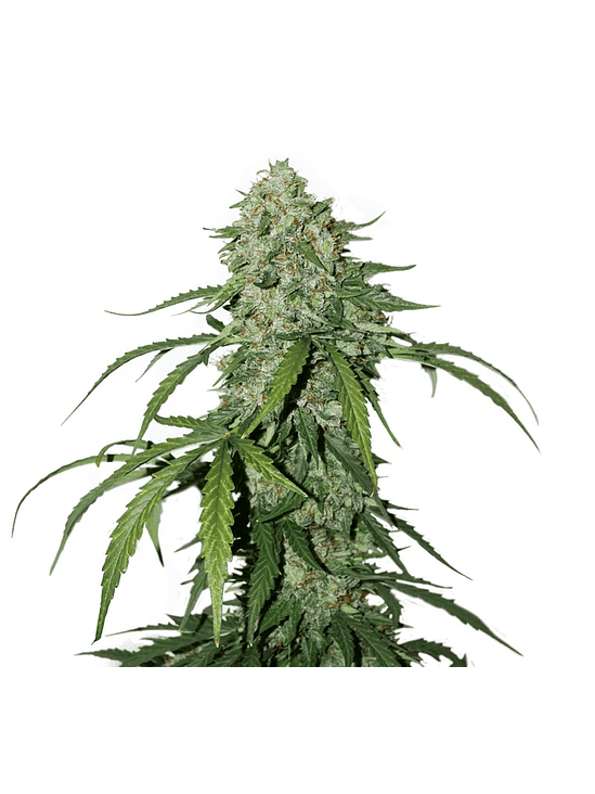 CBD 1:1 SILVER LIME HAZE AUTO X3-SEEDSTOCKERS 1