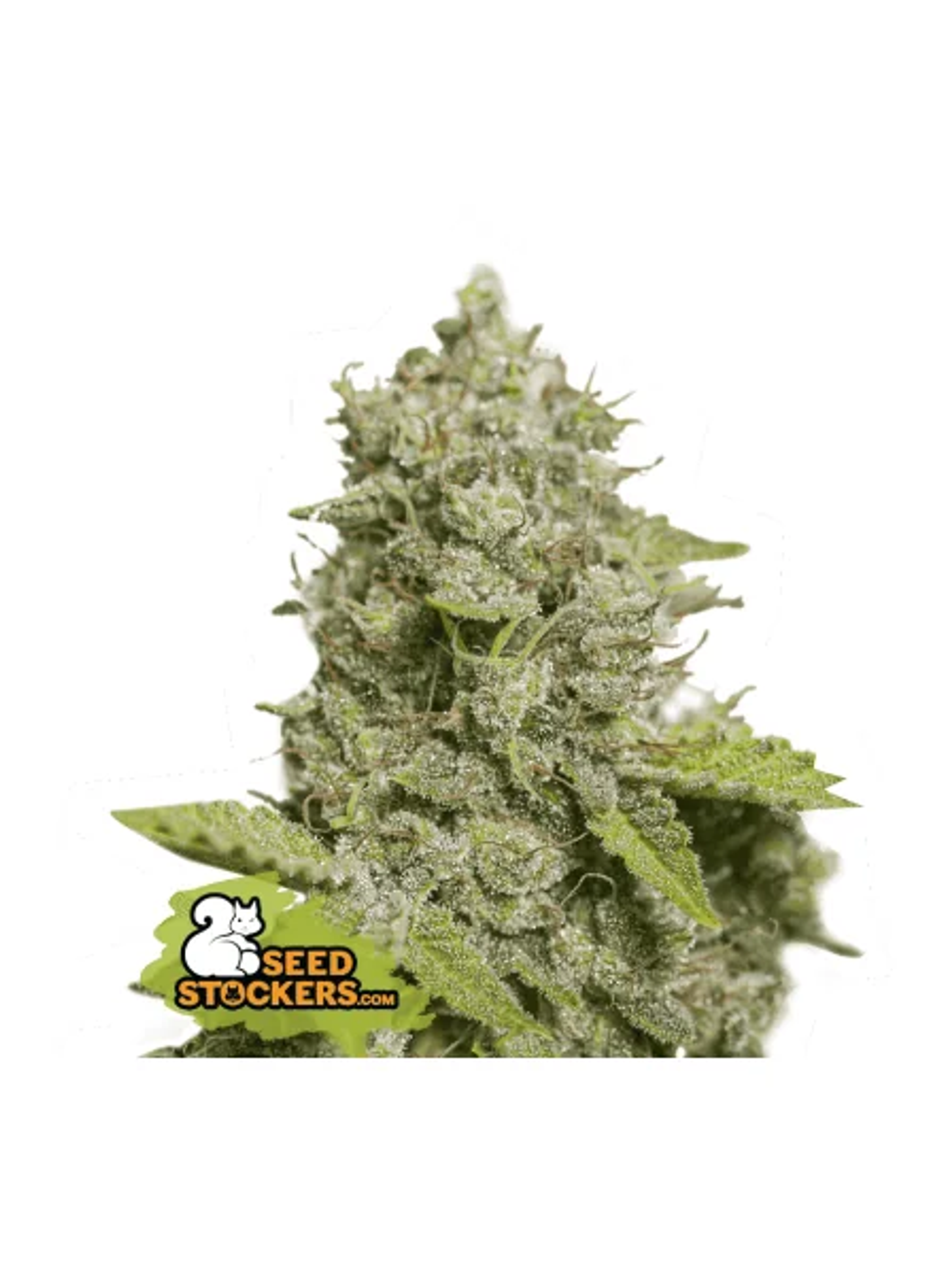 Cbd Critical Xxl Auto X3-Seedstockers 1