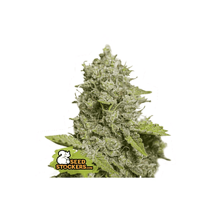 Cbd Critical Xxl Auto X3-Seedstockers