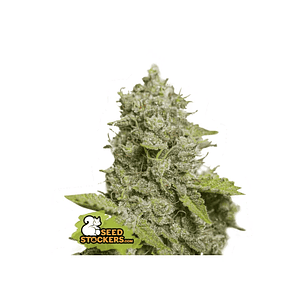 CBD CRITICAL XXL AUTO X3-SEEDSTOCKERS