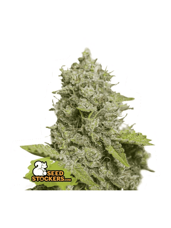 CBD CRITICAL XXL AUTO X3-SEEDSTOCKERS 1
