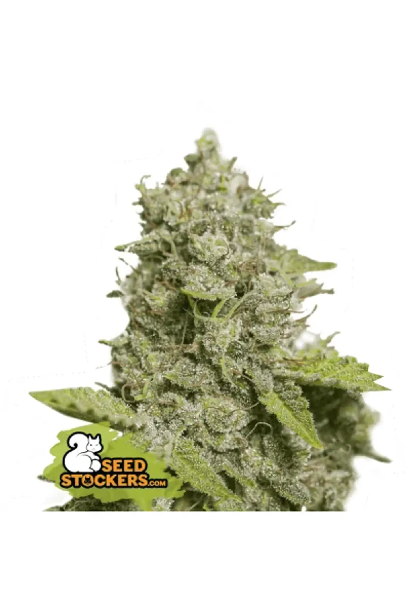 Cbd Critical Xxl Auto X3-Seedstockers 1