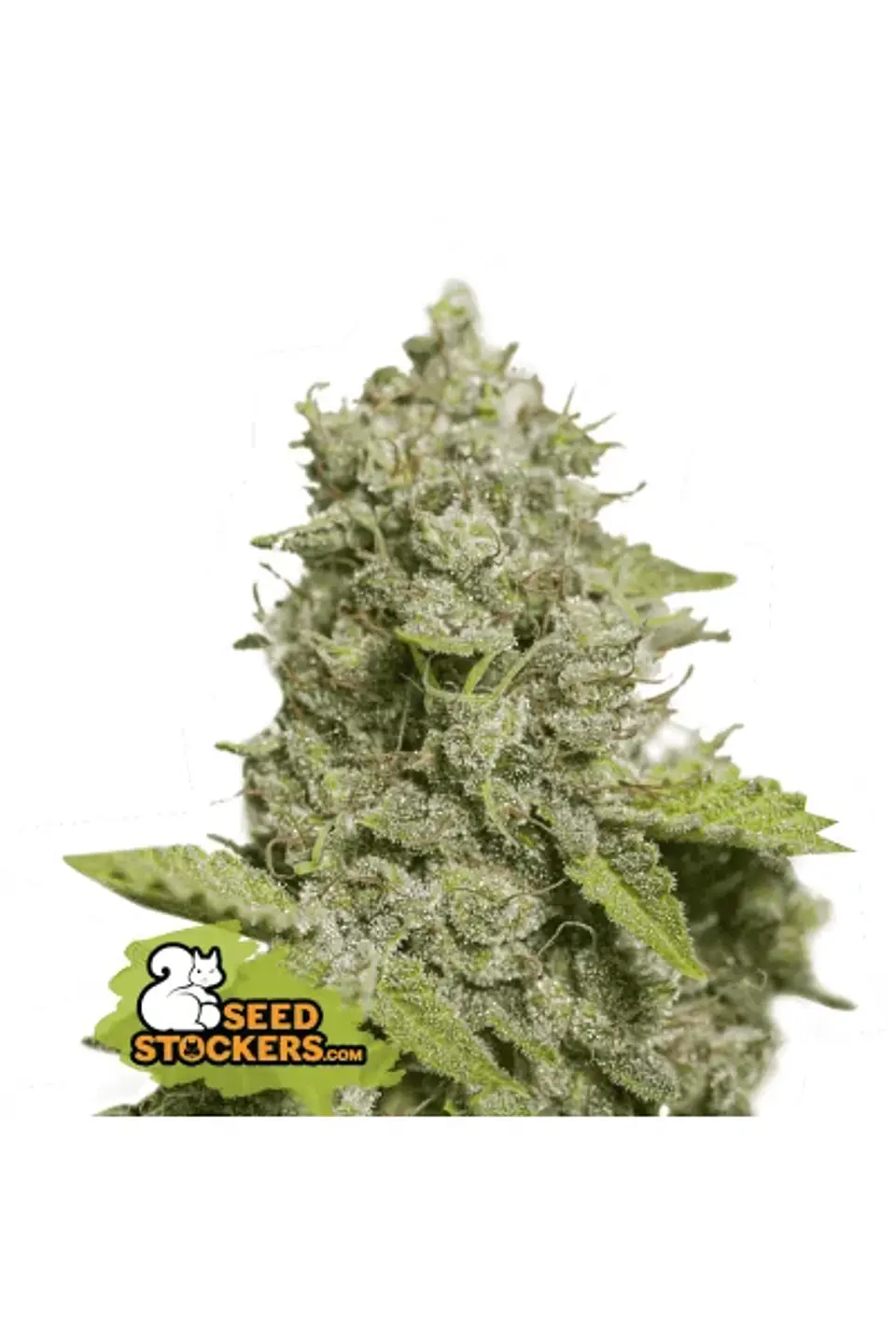 Cbd Critical Xxl Auto X3-Seedstockers 1