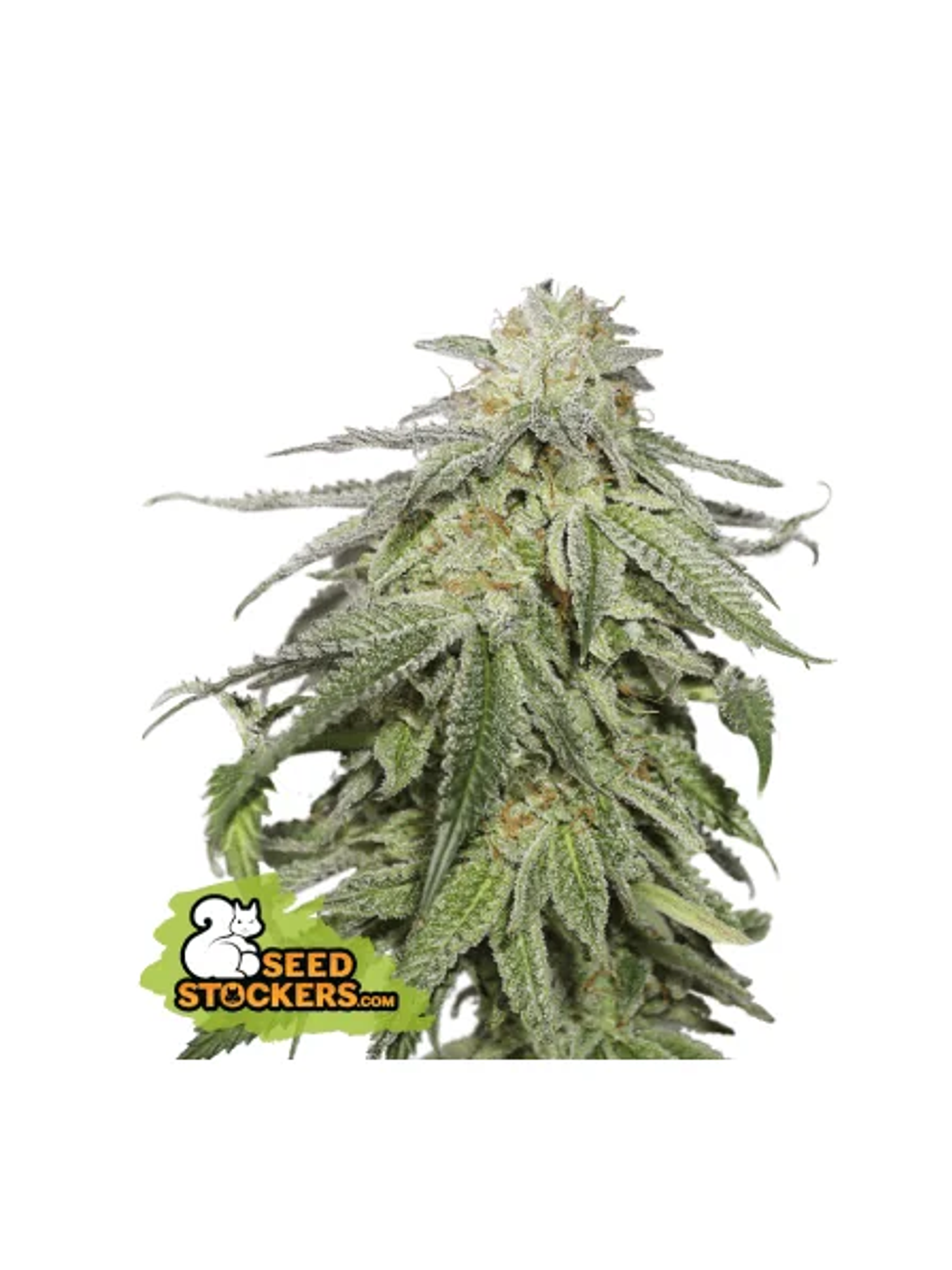 Cookies And Cream Auto X3-Seedstockers 1