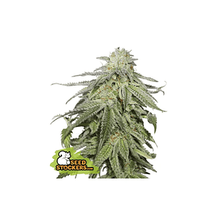 Cookies And Cream  Auto X3-Seedstockers