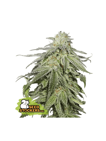 COOKIES AND CREAM  AUTO X3-SEEDSTOCKERS 1