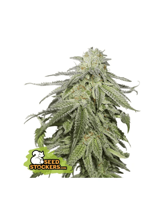 COOKIES AND CREAM  AUTO X3-SEEDSTOCKERS 1