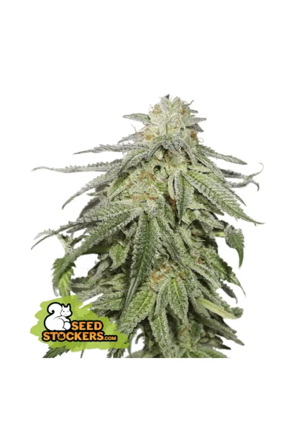 Cookies And Cream Auto X3-Seedstockers 1