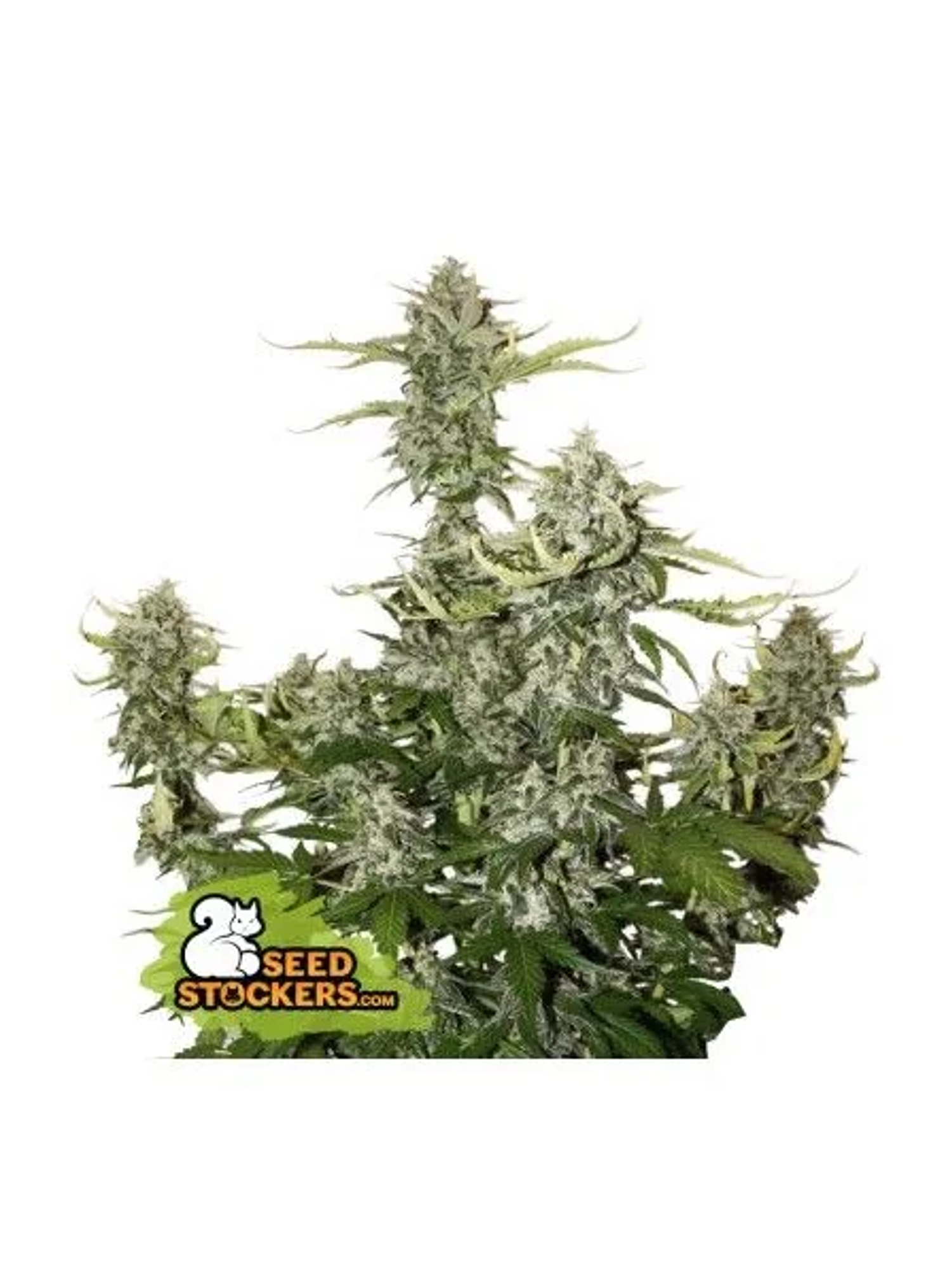 Candy Dawg Auto X3-Seedstockers 1