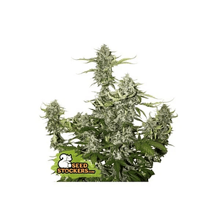 CANDY DAWG  AUTO X3-SEEDSTOCKERS