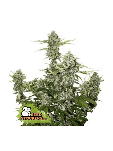 CANDY DAWG  AUTO X3-SEEDSTOCKERS 1