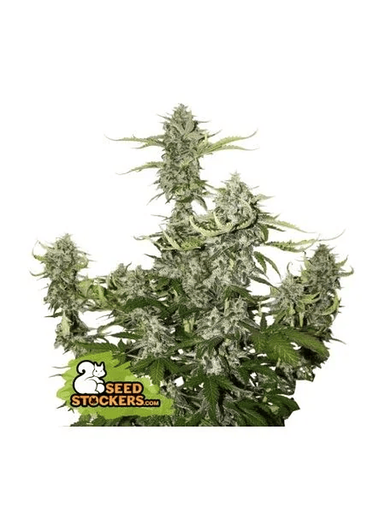 CANDY DAWG  AUTO X3-SEEDSTOCKERS 1