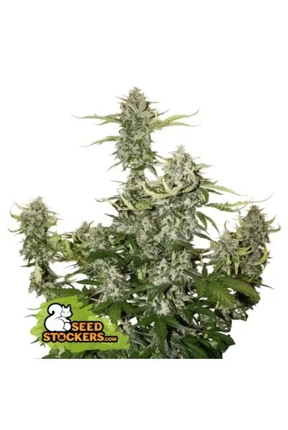 Candy Dawg Auto X3-Seedstockers 1