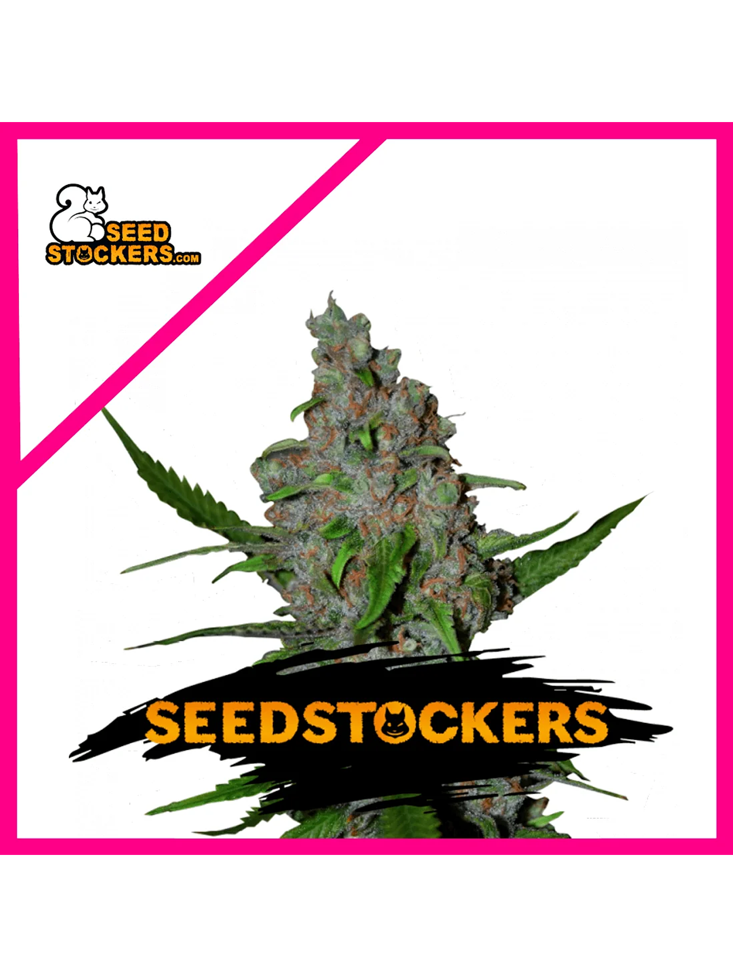 Gelato 41 Fast Fem X3-Seedstockers 1