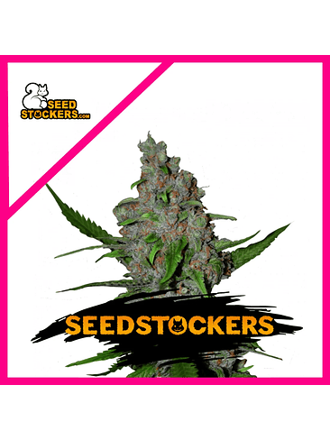 GELATO 41 FAST FEM X3-SEEDSTOCKERS 1