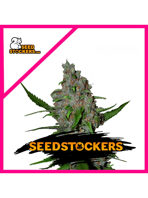 Gelato 41 Fast Fem X3-Seedstockers 1