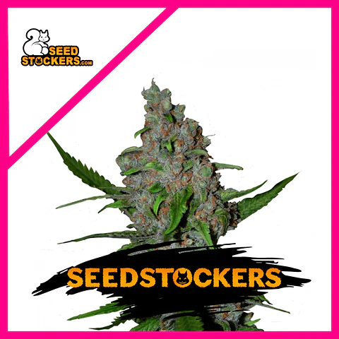 Gelato 41 Fast Fem X3-Seedstockers
