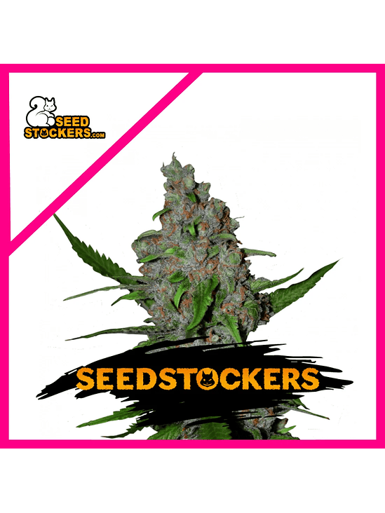 GELATO 41 FAST FEM X3-SEEDSTOCKERS 1