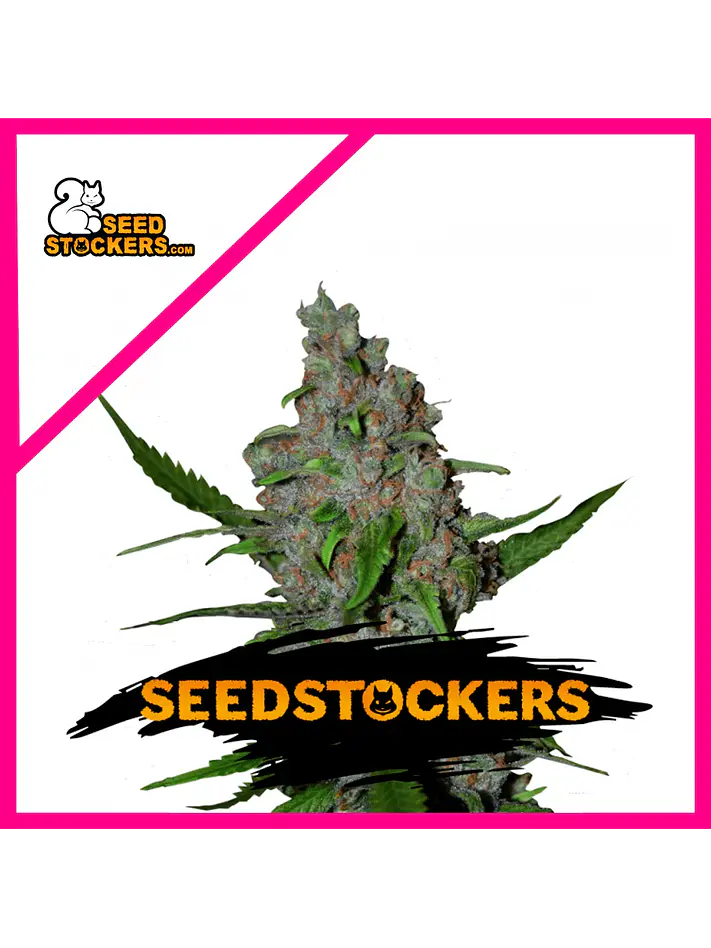 Gelato 41 Fast Fem X3-Seedstockers 1