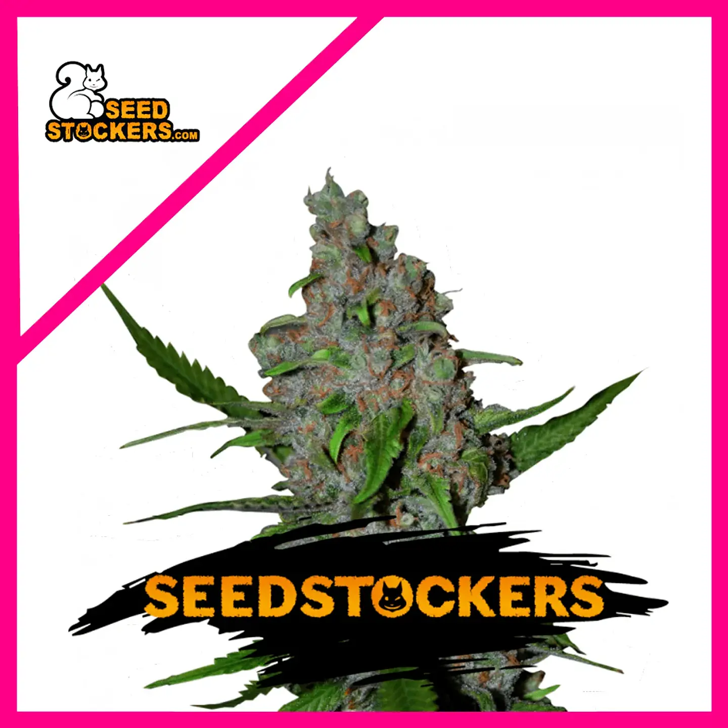 Gelato 41 Fast Fem X3-Seedstockers 1