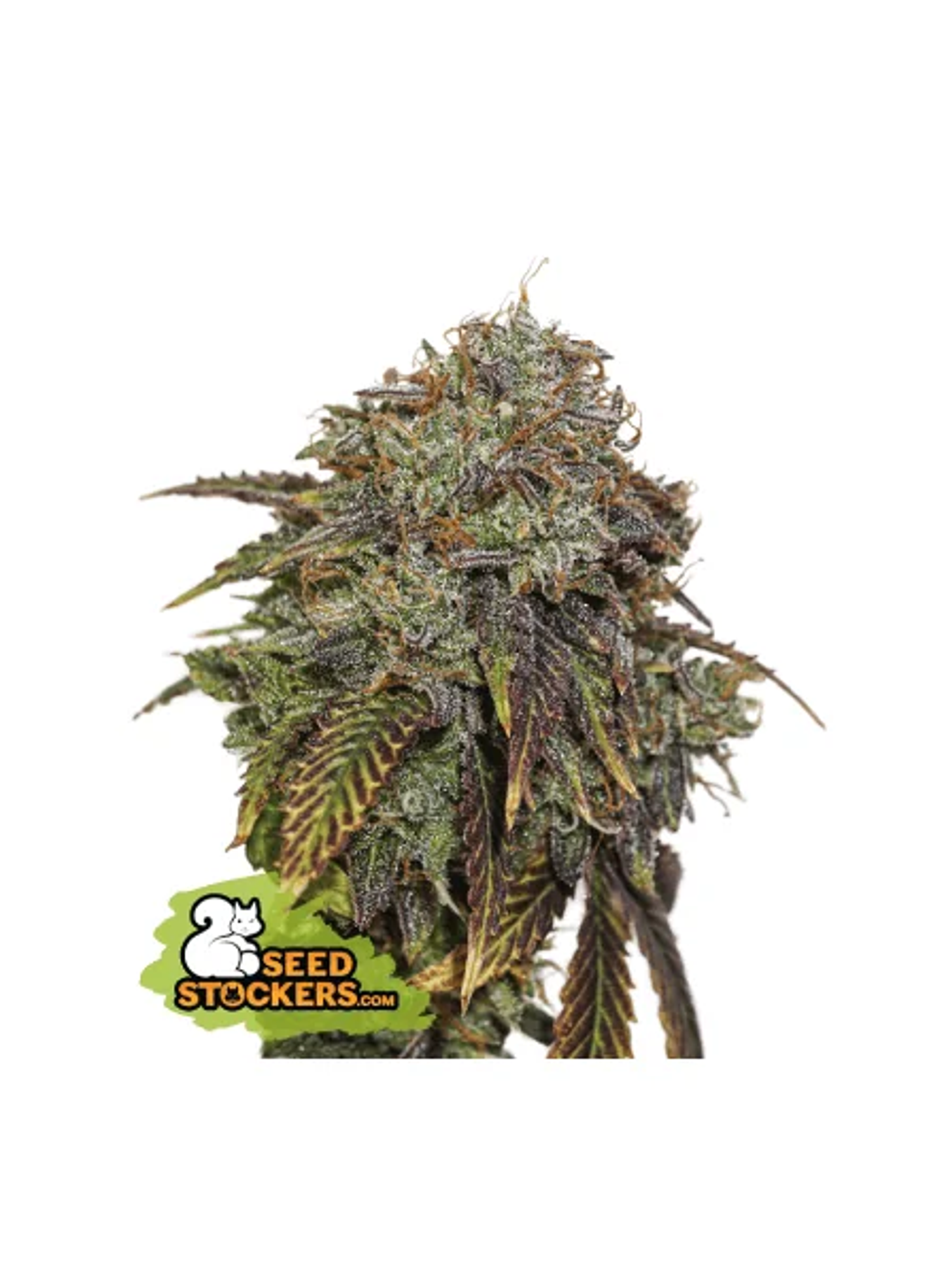 Gelato 41 Auto X3 Seedstockers 1