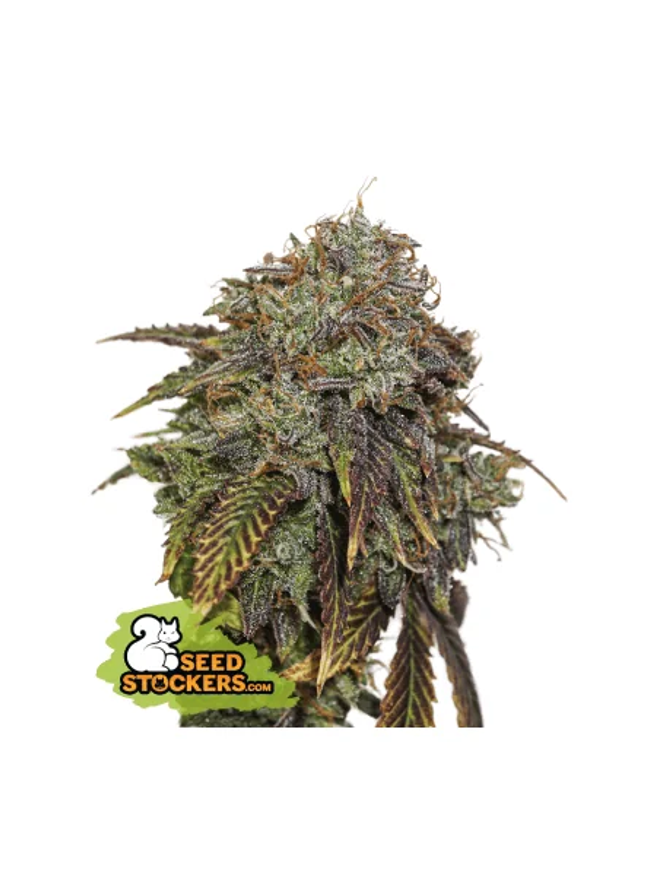 Gelato 41 Auto X3 Seedstockers 1