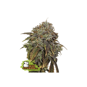 Gelato 41 Auto X3 Seedstockers