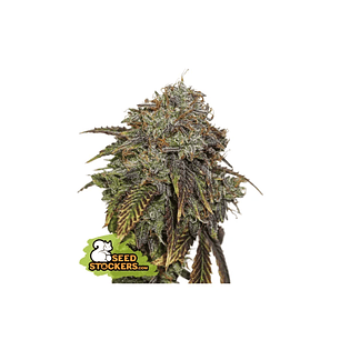 GELATO 41 AUTO X3 SEEDSTOCKERS