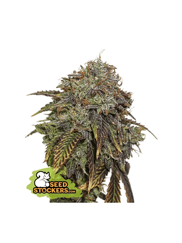 GELATO 41 AUTO X3 SEEDSTOCKERS 1