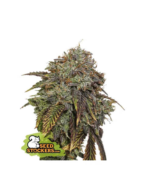 Gelato 41 Auto X3 Seedstockers 1