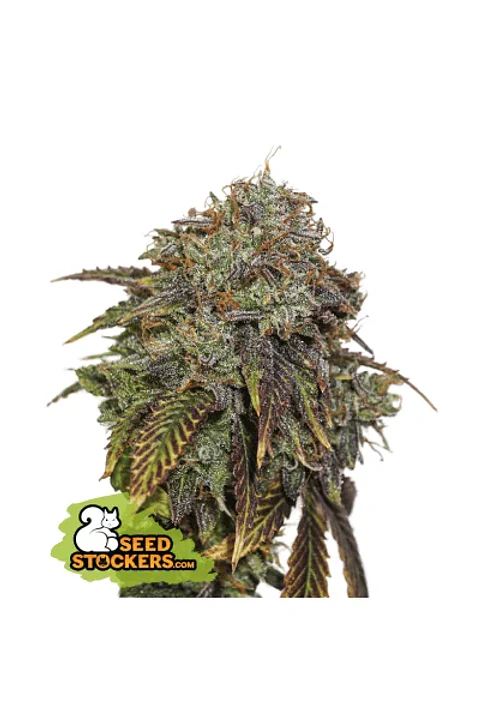 Gelato 41 Auto X3 Seedstockers