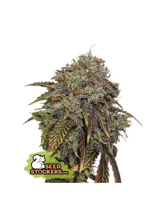 GELATO 41 AUTO X3 SEEDSTOCKERS 1