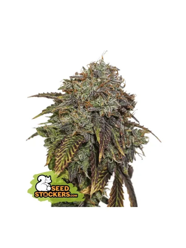 Gelato 41 Auto X3 Seedstockers 1