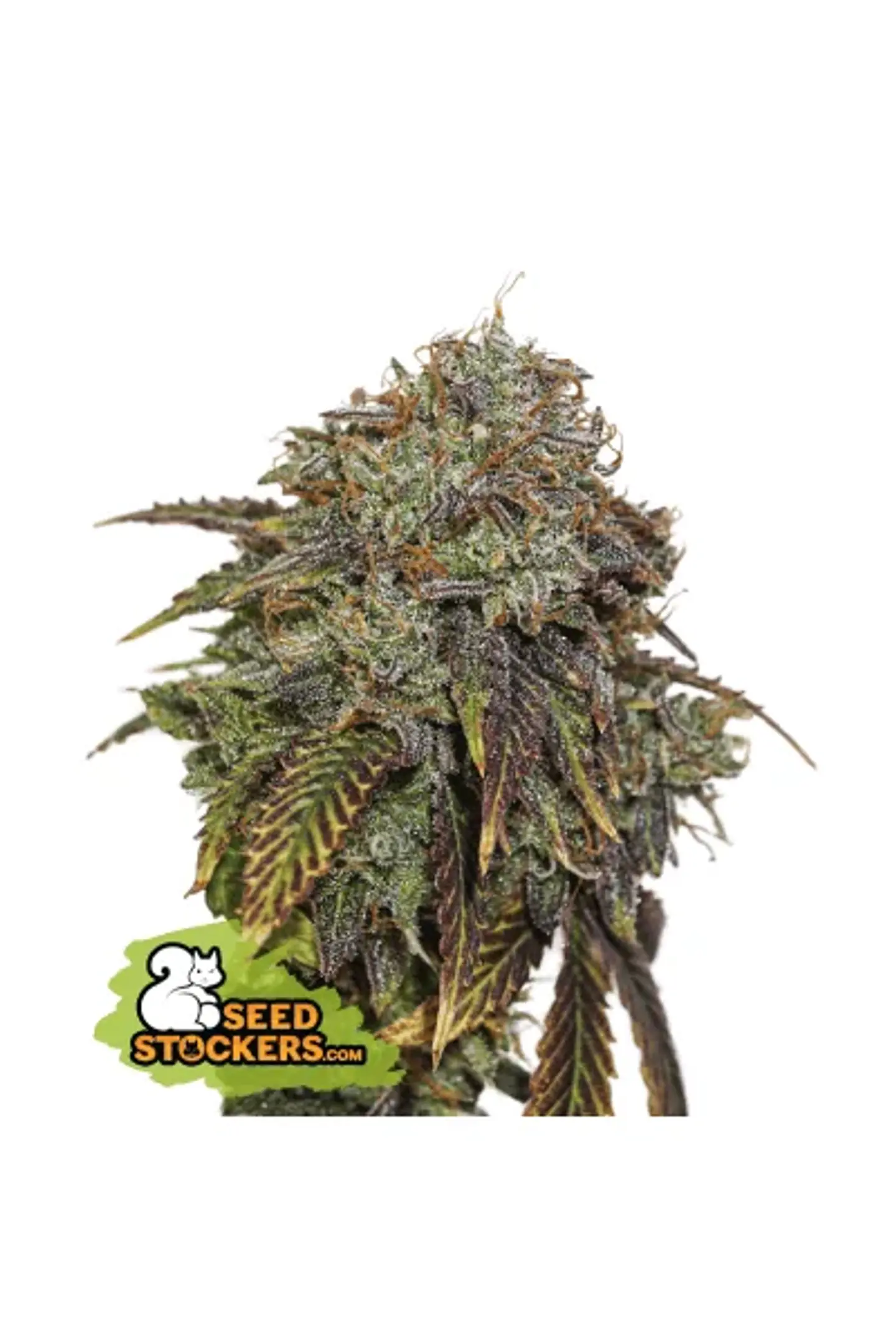 Gelato 41 Auto X3 Seedstockers 1