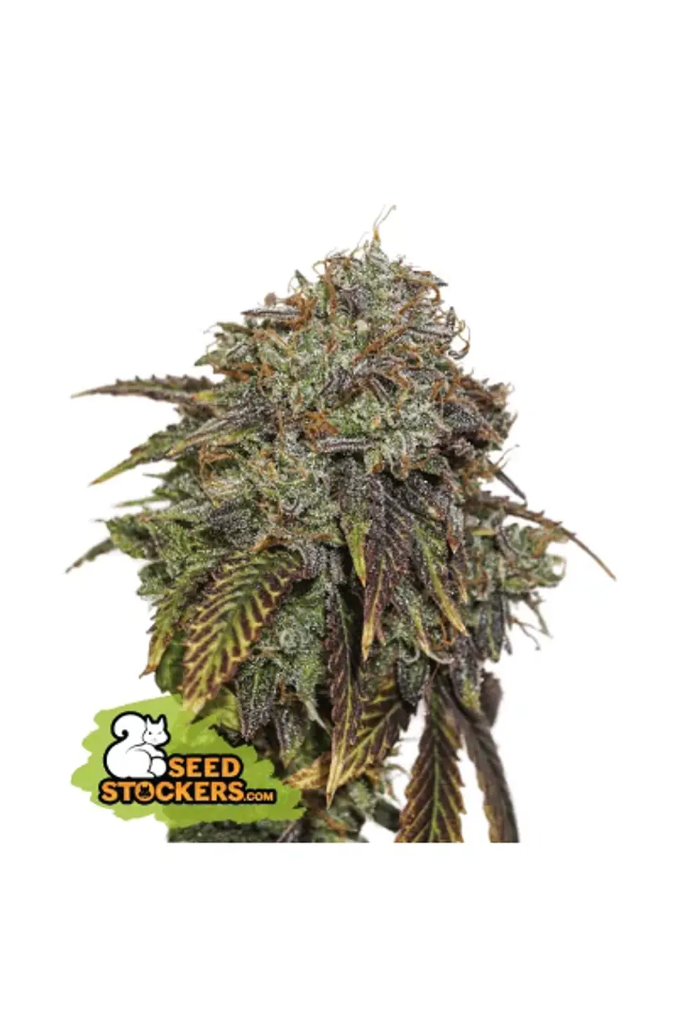 Gelato 41 Auto X3 Seedstockers 1