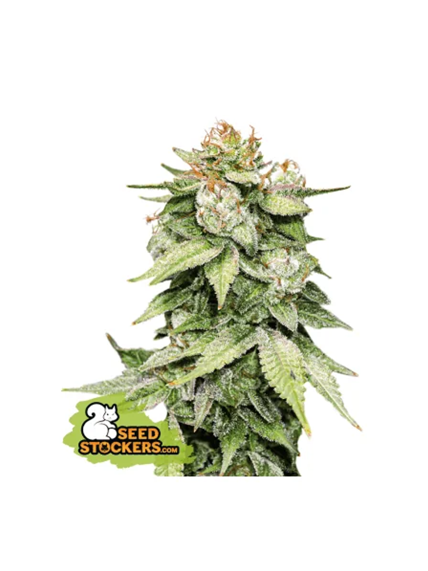 Gorilla Glue Auto X3-Seedstockers 1