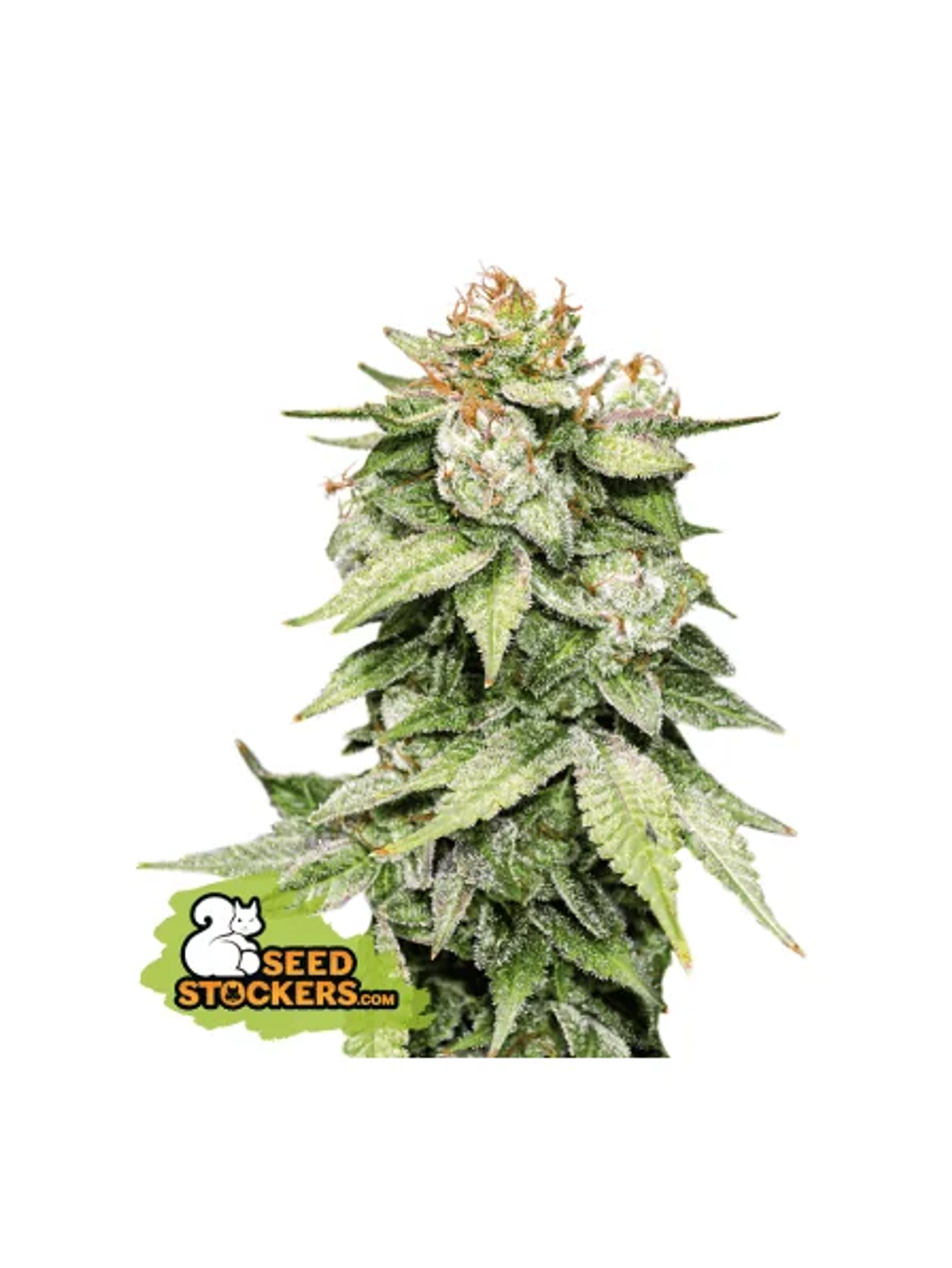 Gorilla Glue Auto X3-Seedstockers 1