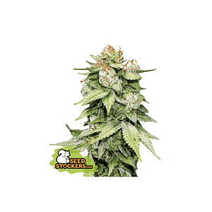 Gorilla Glue Auto X3-Seedstockers