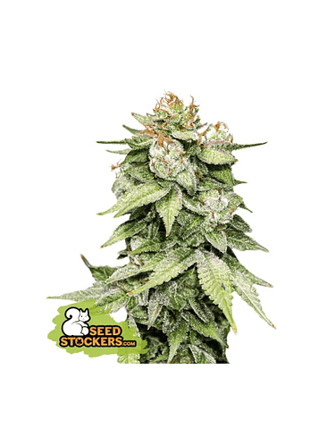 GORILLA GLUE AUTO X3-SEEDSTOCKERS 1