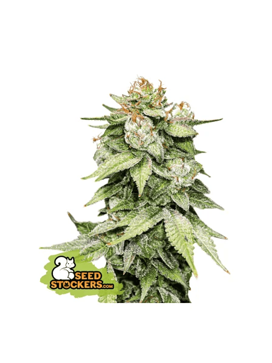 GORILLA GLUE AUTO X3-SEEDSTOCKERS 1