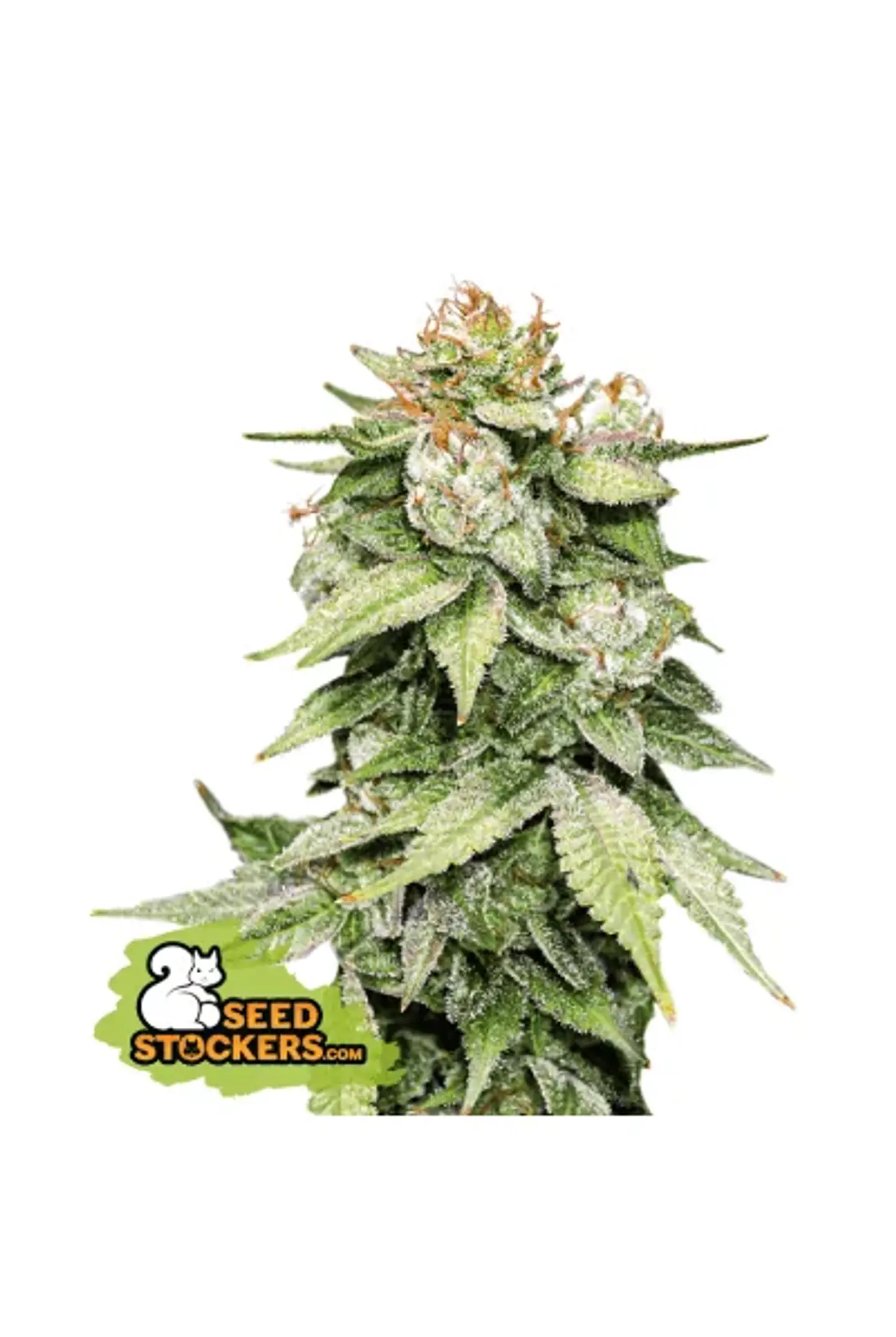 Gorilla Glue Auto X3-Seedstockers 1