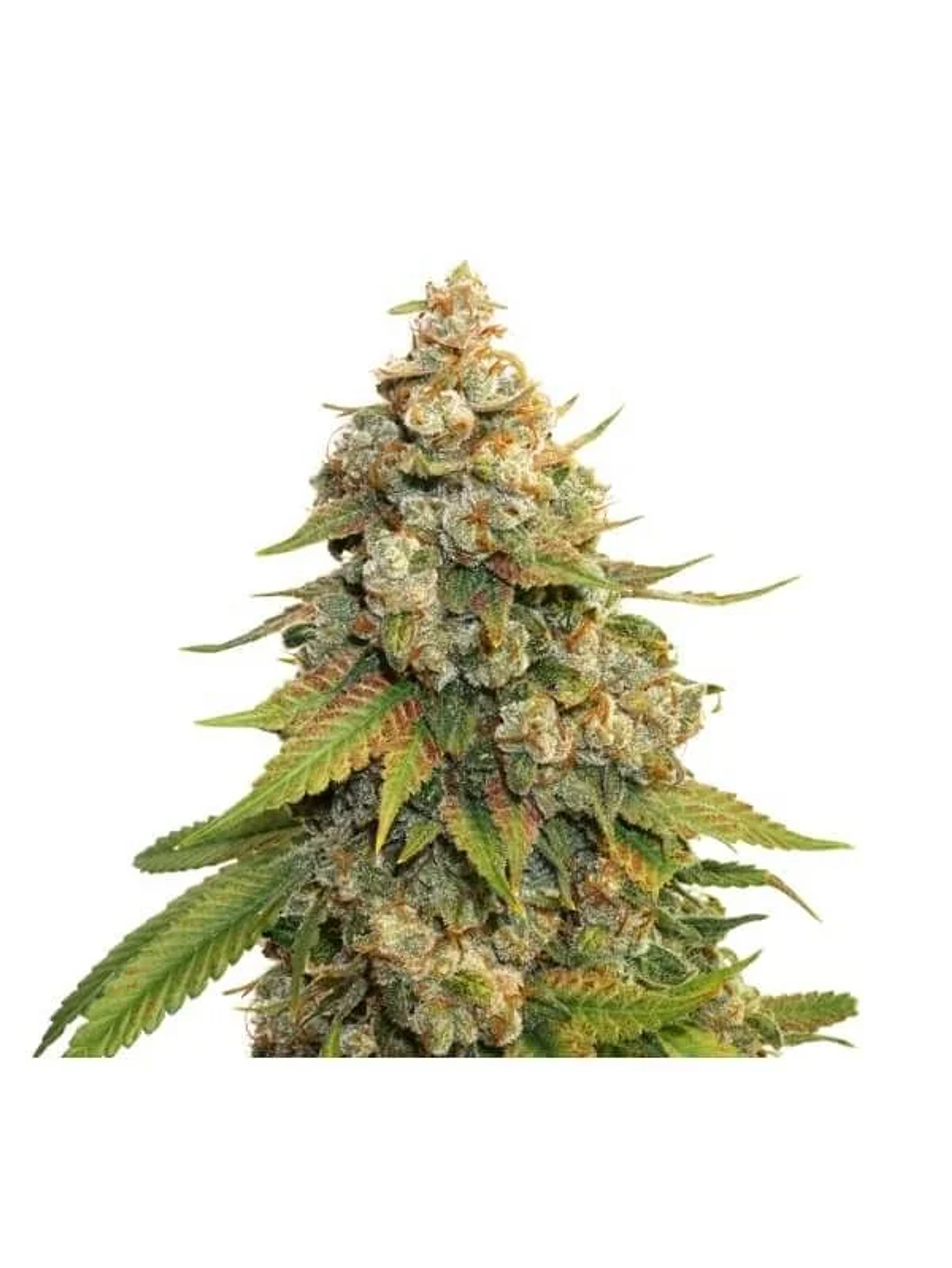 Golden Lemon Haze Fem X3-Seedstockers 2